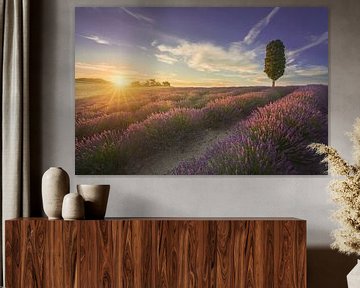 Lavendelveld en cipresboom bij zonsondergang. Toscane van Stefano Orazzini