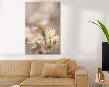 White Blossom in Spring | Nature Photography