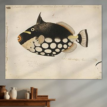 Luipaard trekkervis, Kawahara Keiga