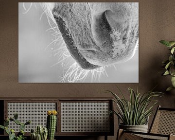 Camargue horse snout (black and white).  Detail of a horse. by Kris Hermans