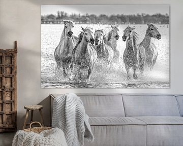 Action bei den Camargue-Pferden, die vom Meer/See kommen (schwarz-weiß) von Kris Hermans