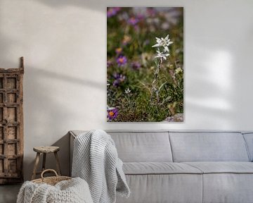 Flowers in the mountains near Saas Fee by Jacob Molenaar