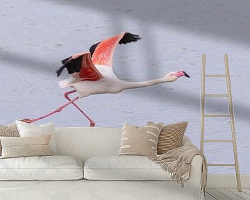 Walk on water.  Greater flamingo take-off van Kris Hermans