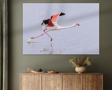 Walk on water.  Greater flamingo take-off by Kris Hermans