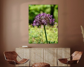 Gorgeous Ornamental Onion | Un magnifique bulbe d'oignon composé de petites fleurs ressemblant à des sur Wil Vervenne