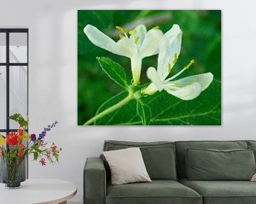Weißes Geißblatt Blume Duo von Iris Holzer Richardson