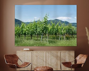 Vines in the Wachau in the village of Dürnstein by Heiko Kueverling