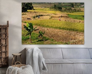 Rice harvest in Vietnam by Roland Brack