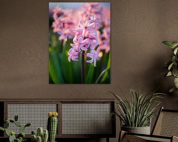 Roze hyacinten van dichtbij van Martijn Tilroe