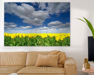 Tulips growing in agricutlural fields during springtime  by Sjoerd van der Wal Photography