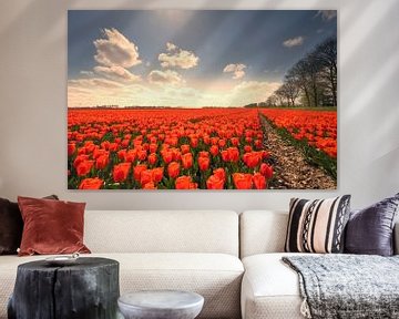 Tulpen auf landwirtschaftlichen Feldern im Frühling  von Sjoerd van der Wal Fotografie