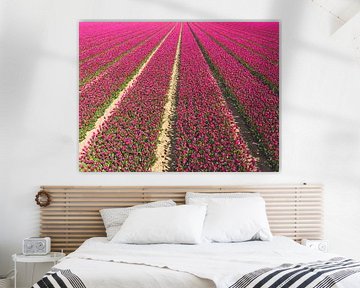 Tulpen groeien in de lente in het veld van Sjoerd van der Wal