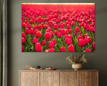 Tulipes poussant dans des champs agricoles au printemps sur Sjoerd van der Wal Photographie