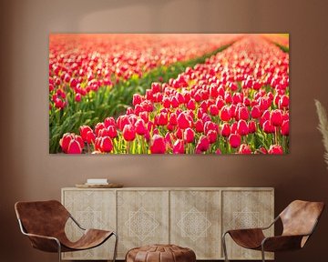 Tulpen op in het veld in het voorjaar van Sjoerd van der Wal Fotografie