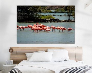 Flamingos in the wild by Frank's Awesome Travels