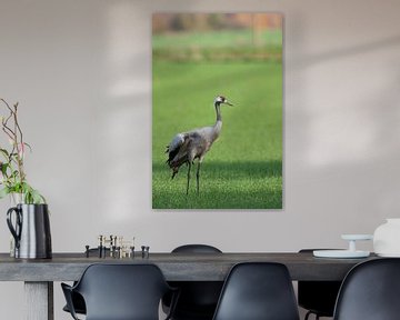 Kraanvogel rustend en etend in een veld tijdens de herfst