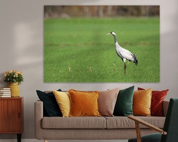 Kraanvogel rust en voedt zich in een veld tijdens de herfsttrek van Sjoerd van der Wal Fotografie