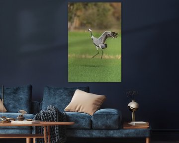 Crane bird dancing in a field during autumn migration