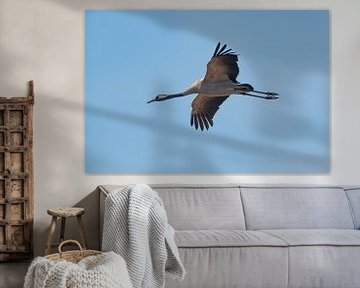 Crane bird or Common Crane flying in mid air during autumn by Sjoerd van der Wal Photography