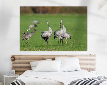 Crane birds displaying in a field during autumn migration by Sjoerd van der Wal Photography