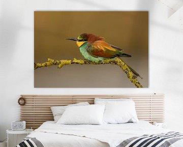 Oiseau guêpier sur une branche sur KB Design & Photography (Karen Brouwer)