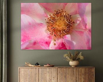 closeup of a pink rose by W J Kok