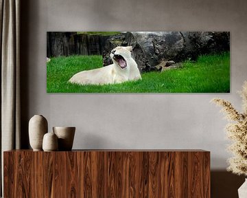 Yawning Lioness by Twan van G.