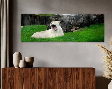 Yawning Lioness von Twan van G.