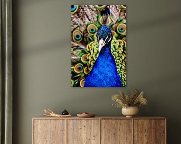 Peacock portrait