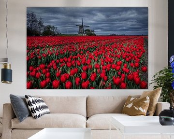 Rode tulpen voor de Berkemeer molen van peterheinspictures