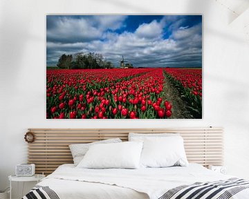 Cloud cover over red tulips by peterheinspictures