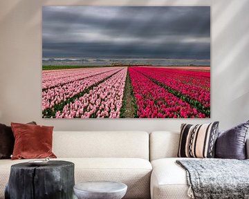 Train in tulip field by peterheinspictures