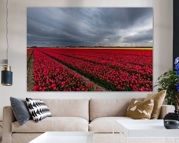 threatening sky over red tulip field by peterheinspictures