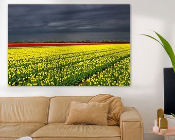 Zon schijnt op gele tulpen van peterheinspictures