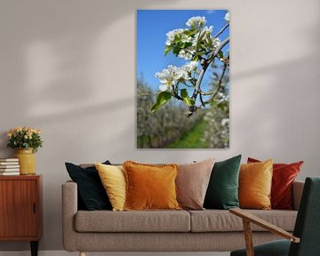 Perenbloesem in perenboomgaard met blauwe lucht