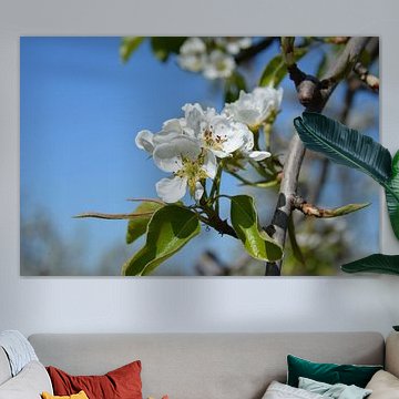 Pear blossom in bloom against blue sky