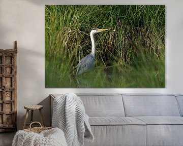 Grey heron in the reeds by UMWELTBILD Kurt Möbus