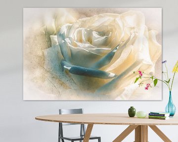 White Rose in Dreamland van Nicc Koch