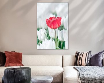 Stray red tulip by Angelique Niehorster