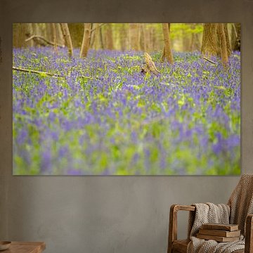 Wilde Hyazinthen im Wald von Raspaille