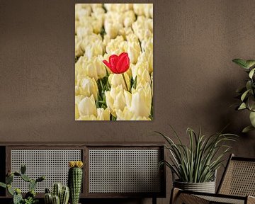 Tulipe rouge égarée