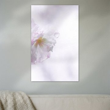 La saison des sakuras