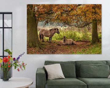 Poolse Konik Paarden tussen de herfstkleuren in Natuurgebied Ingendael van John Kreukniet