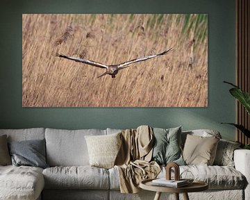 Bird of prey Marsh Harrier by Marianne Doornbos-Veenstra
