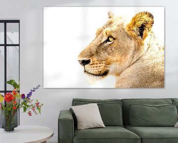 Portrait of a lioness against white background by The Book of Wandering