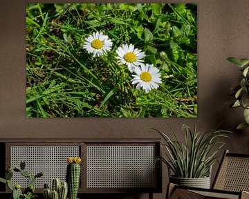 Macrophotographie de marguerites dans une prairie sur Animaflora PicsStock