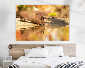 L'écureuil d'été boit de l'eau au bord de l'eau sur KB Design & Photography (Karen Brouwer)