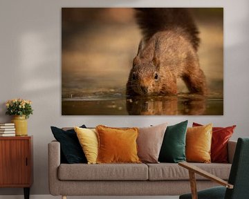 Écureuil dans l'eau sur KB Design & Photography (Karen Brouwer)