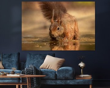 Squirrel splashing in water by KB Design & Photography (Karen Brouwer)