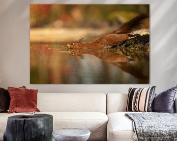 Squirrel in the water by KB Design & Photography (Karen Brouwer)